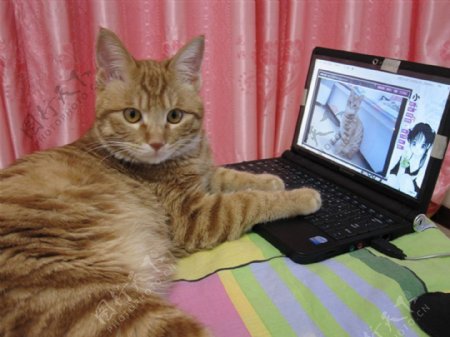 猫咪上网