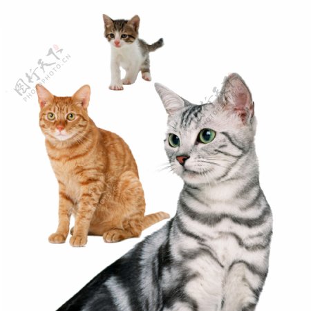 猫动物图片素材PSD分层文件