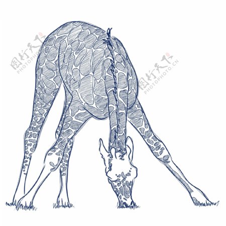 手工绘制的斑马和长颈鹿设计矢量图01