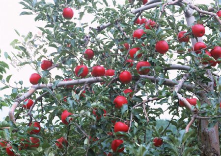 苹果树苹果水果