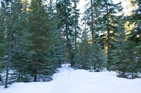 冬季的森林