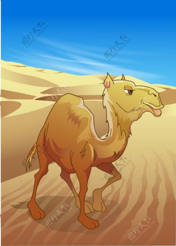 骆驼15向量