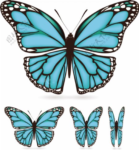 美丽的蓝色蝴蝶矢量素材