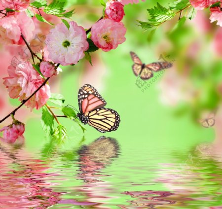 飞舞的蝴蝶与樱花