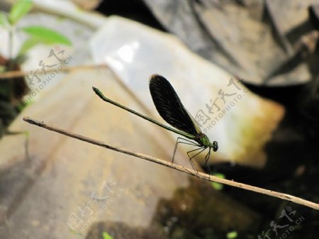蜻蜓昆虫生物世界摄影图库自然图片