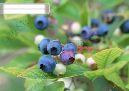 蓝莓高清写真