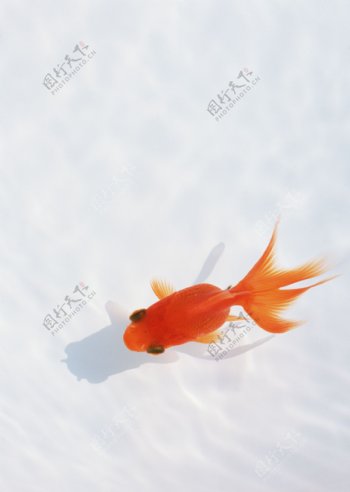 一条金鱼图片