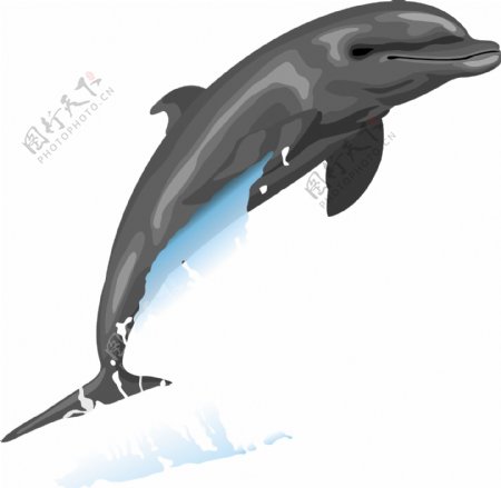 海豚6向量