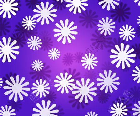 白色的花紫罗兰纹理简单