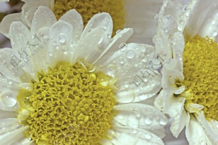 水滴的白色的花