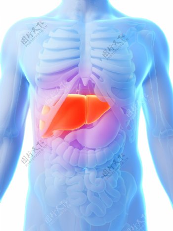 肝脏人体器官图片