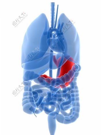 肺部图图片