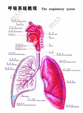 呼吸系统图图片