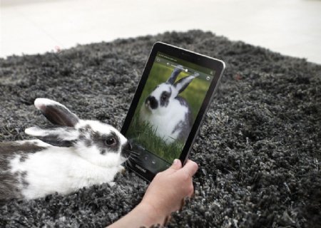 三星平板电脑与兔子图片
