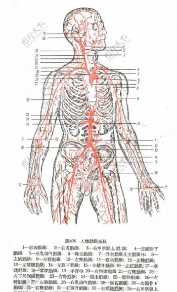 人体动脉系统图片