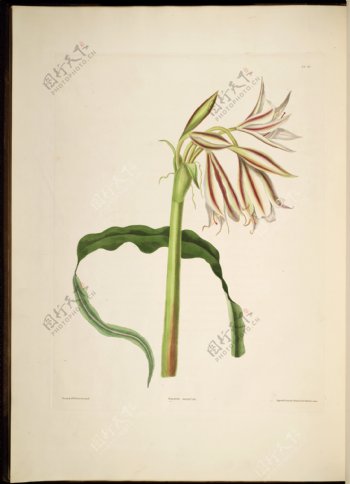 兰花手绘花卉植物图谱图片