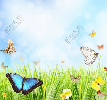 春天蝴蝶图片