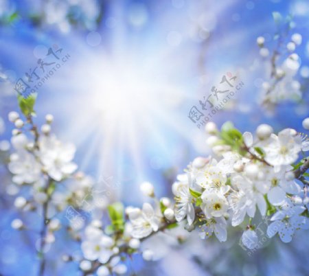 白色樱花绽放图片