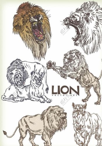 狮子卡通动物设计动画图片
