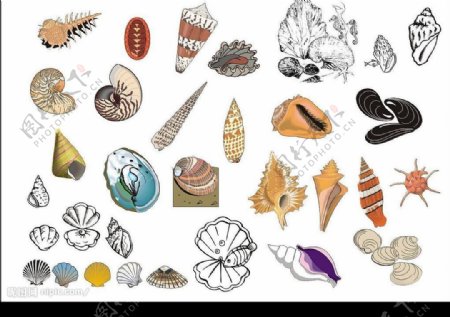 精选CorelDARW海洋生物矢量图海螺贝壳图片