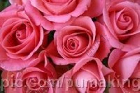 华丽粉红玫瑰图片