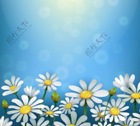 白色雏菊花丛矢量素材图片