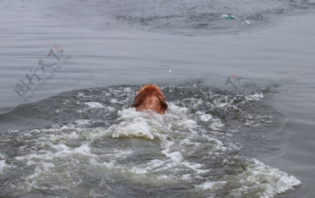 会游泳的狗图片