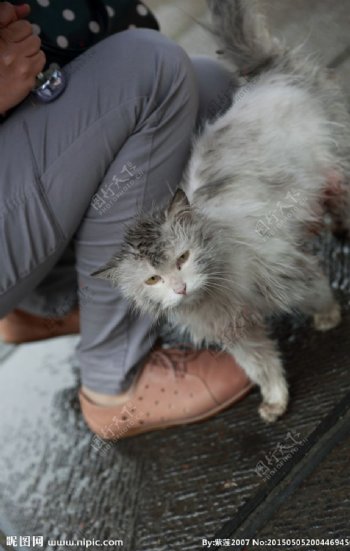 小猫图片