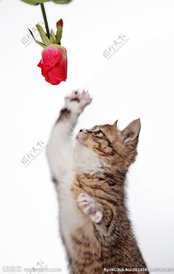 猫与玫瑰花图片