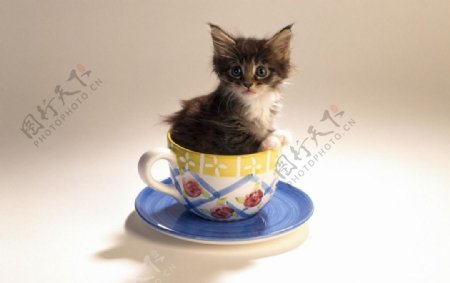 呆萌茶杯猫图片