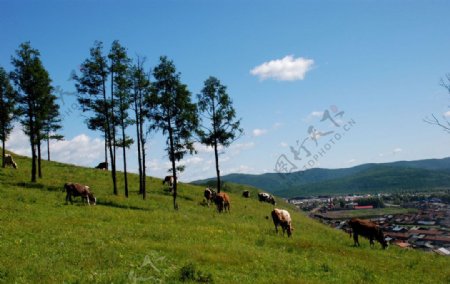 根河山坡吃草的牛群图片
