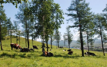 牛儿在山坡吃草图片