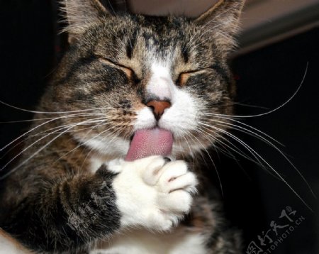 添舌头的猫图片