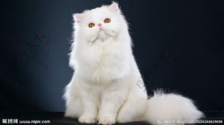 可爱的白色猫图片