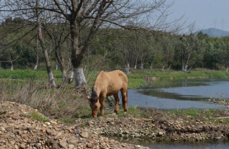 马在河畔图片