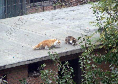 屋顶猫图片
