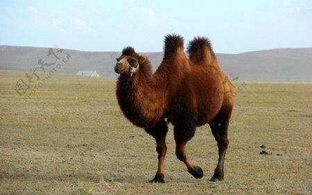 戈壁草原骆驼图片
