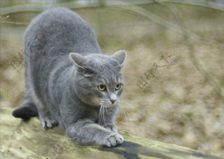 灰猫图片