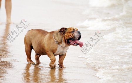 沙滩沙皮狗图片