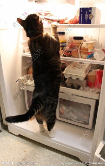 爬冰箱的猫图片