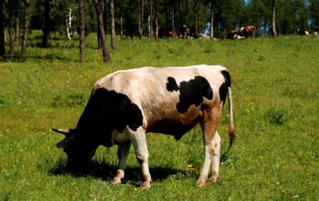 山坡草地的牛群图片