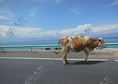 新疆行之公路上的牧牛图片