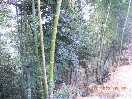 高山养殖场放养竹林图片