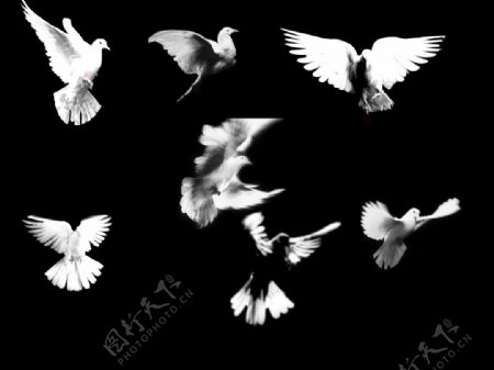 7种飞翔的白鸽笔刷