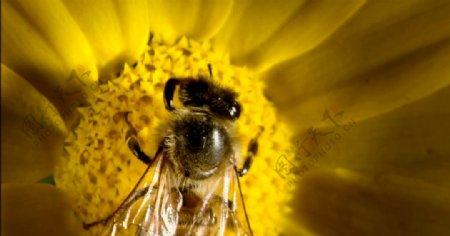 蜜蜂与花高清视频素材
