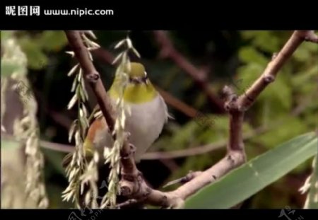 树木小鸟视频素材