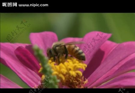 花朵蜜蜂视频素材