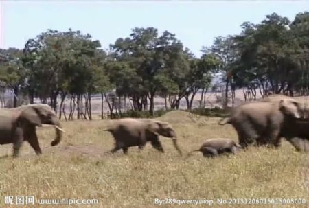 大象活动视频频素材