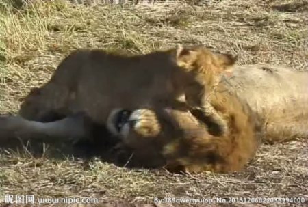 狮子活动视频频素材