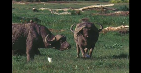 非洲水牛